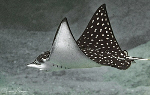 Spotted Eagle Ray/Photographed at La Paz, Mexico. by Laurie Slawson 